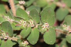 Euphorbia velleriflora