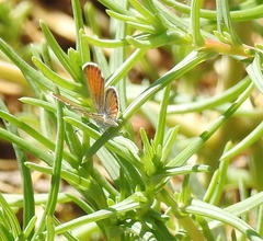 Brephidium exilis