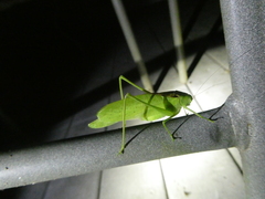 Amblycorypha