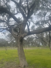 Eucalyptus largiflorens