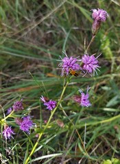 Liatris cylindracea