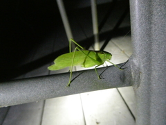 Amblycorypha
