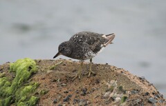 Calidris virgata
