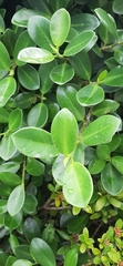 Ficus microcarpa