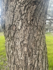 Eucalyptus largiflorens
