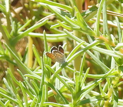 Brephidium exilis