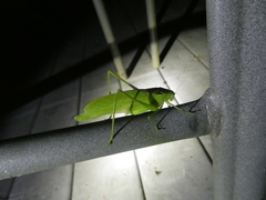Amblycorypha