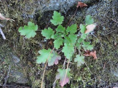 Heuchera micrantha