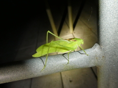 Amblycorypha