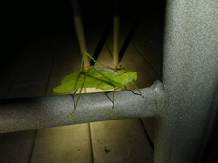 Amblycorypha