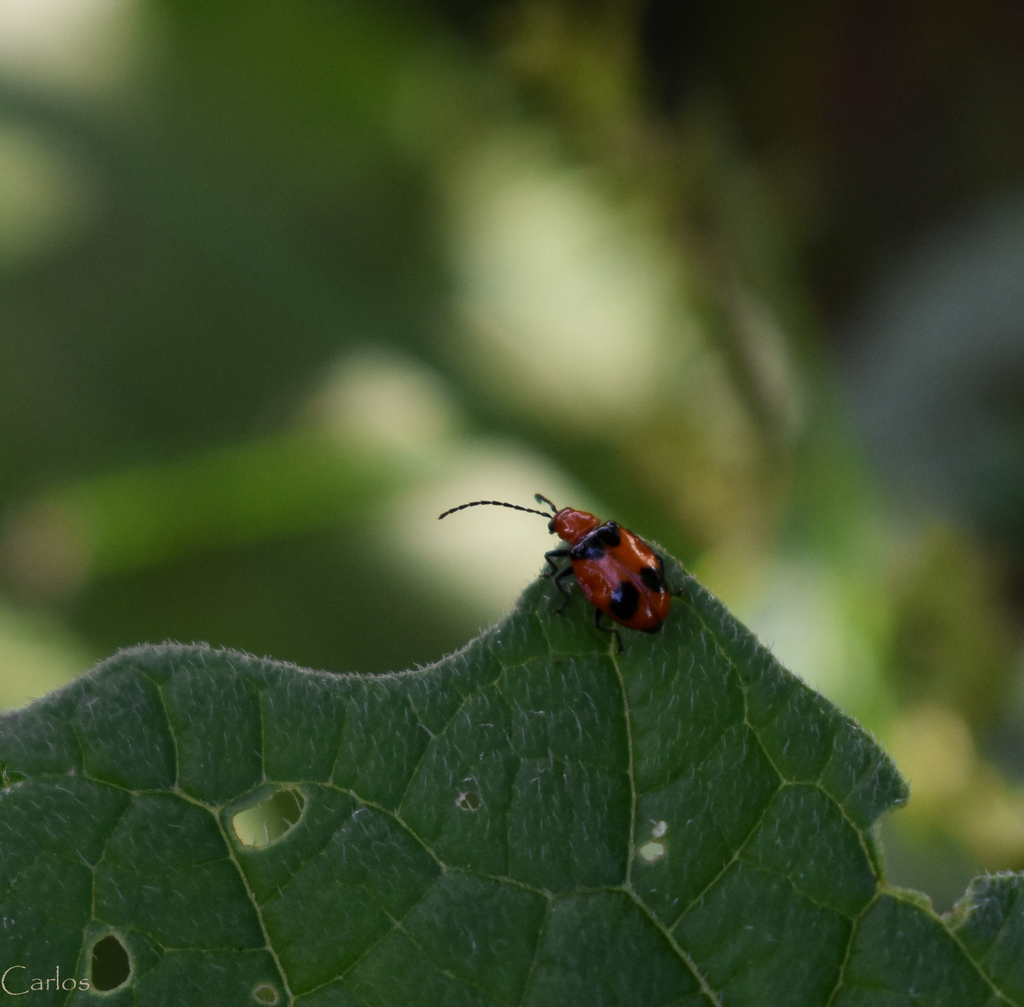 Malacorhinus cobanensis