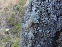 Sphaerophorus tuckermanii