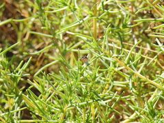 Brephidium exilis