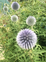 Echinops