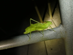 Amblycorypha