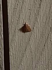 Cenopis diluticostana