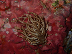 Phyllodesmium briareum