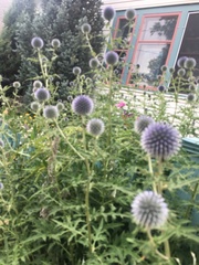 Echinops