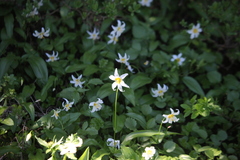Erythronium montanum