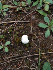 Lycoperdon