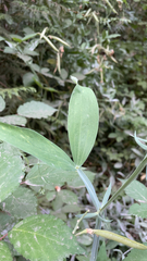 Lathyrus latifolius
