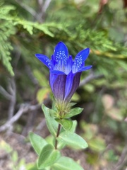 Gentiana