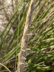 Ammophila breviligulata