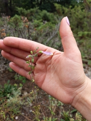 Penstemon hirsutus