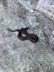 Agkistrodon piscivorus