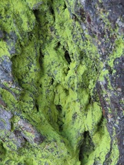 Chrysothrix candelaris