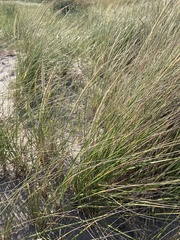 Ammophila breviligulata