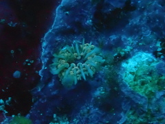 Euphyllia cristata