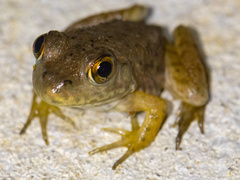 Lithobates