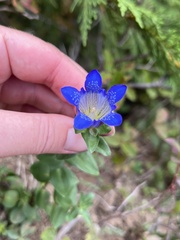 Gentiana