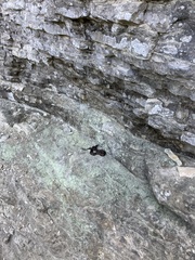 Agkistrodon piscivorus