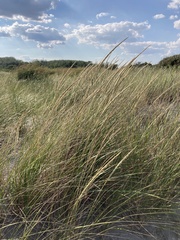 Ammophila breviligulata