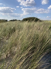 Ammophila breviligulata
