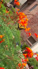 Papilio multicaudata