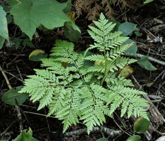 Botrypus virginianus