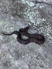 Agkistrodon piscivorus