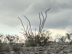 Fouquieria splendens