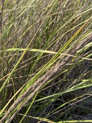 Ammophila breviligulata