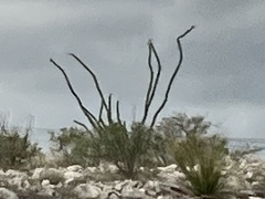 Fouquieria splendens