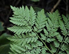 Botrypus virginianus