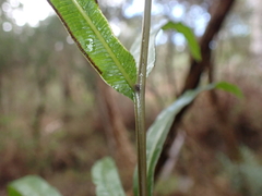 Pteris umbrosa