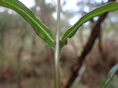 Pteris umbrosa