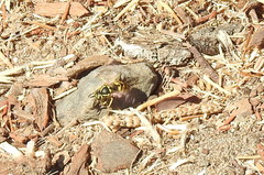 Vespula pensylvanica
