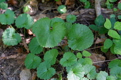 Alliaria petiolata
