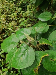 Croton suberosus