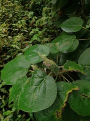 Croton suberosus
